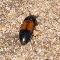 Ampedus balteatus.jpg